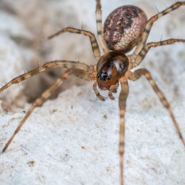 Dedetização para aranhas em Porto Alegre e Região metropolitana, Canoas e Esteio.