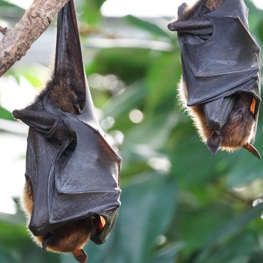 Importância do Expurgo de Morcegos