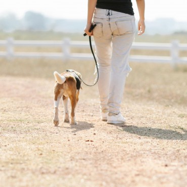 Como fazer a desinfecção em Pet Place em condominios no Rio Grande do Sul