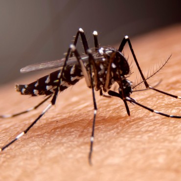 Como Prevenir a Dengue com a Dedetização?