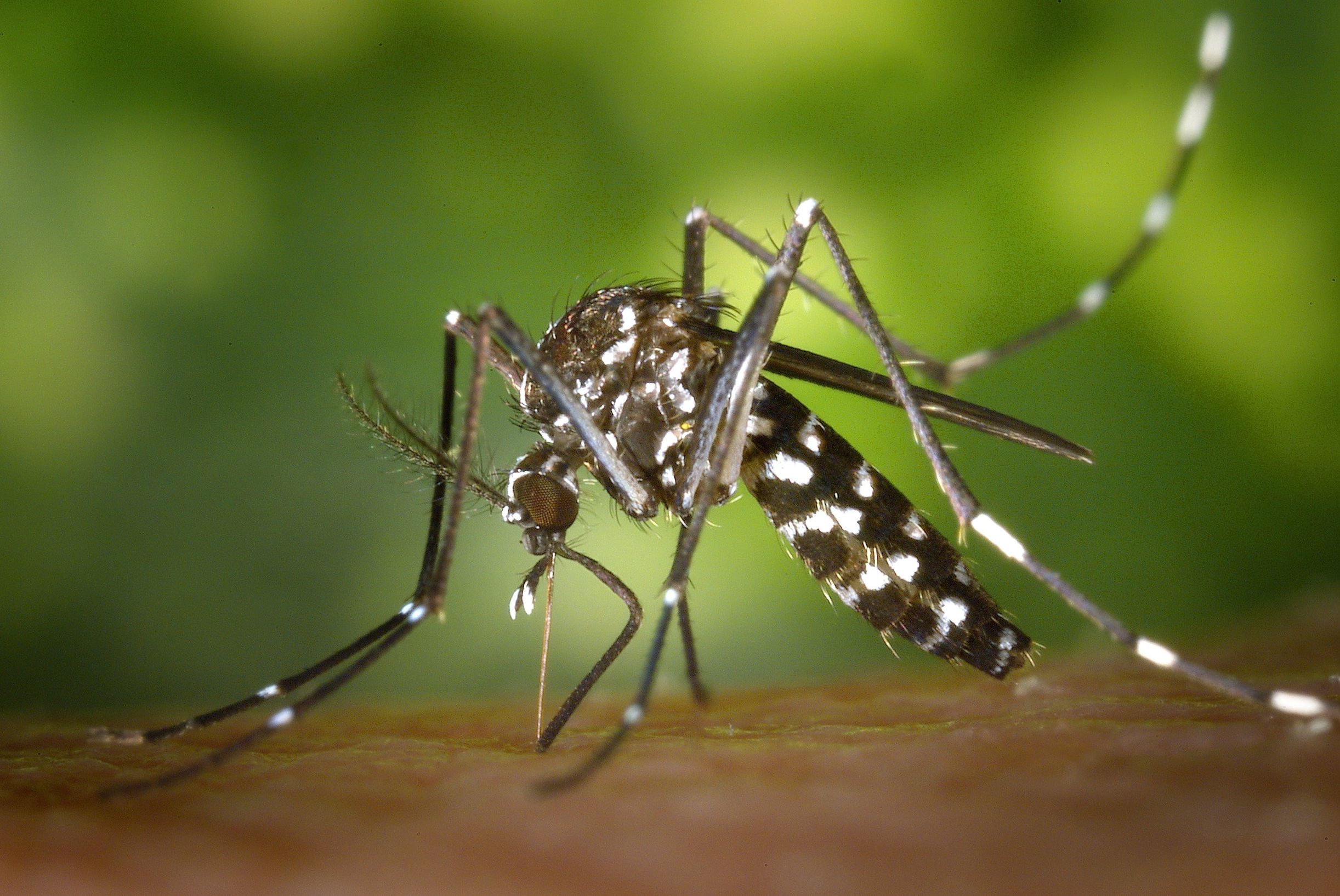 Como saber se o mosquito é da dengue em Porto Alegre e Canoas.