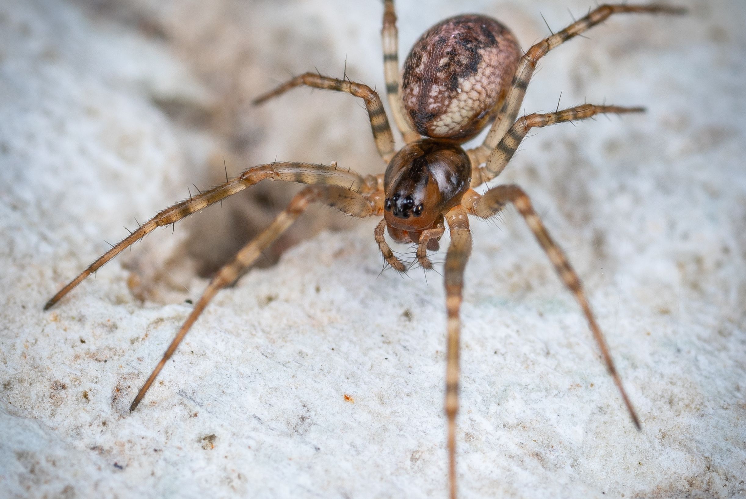 Dedetização para aranhas em Porto Alegre e Região metropolitana, Canoas e Esteio.