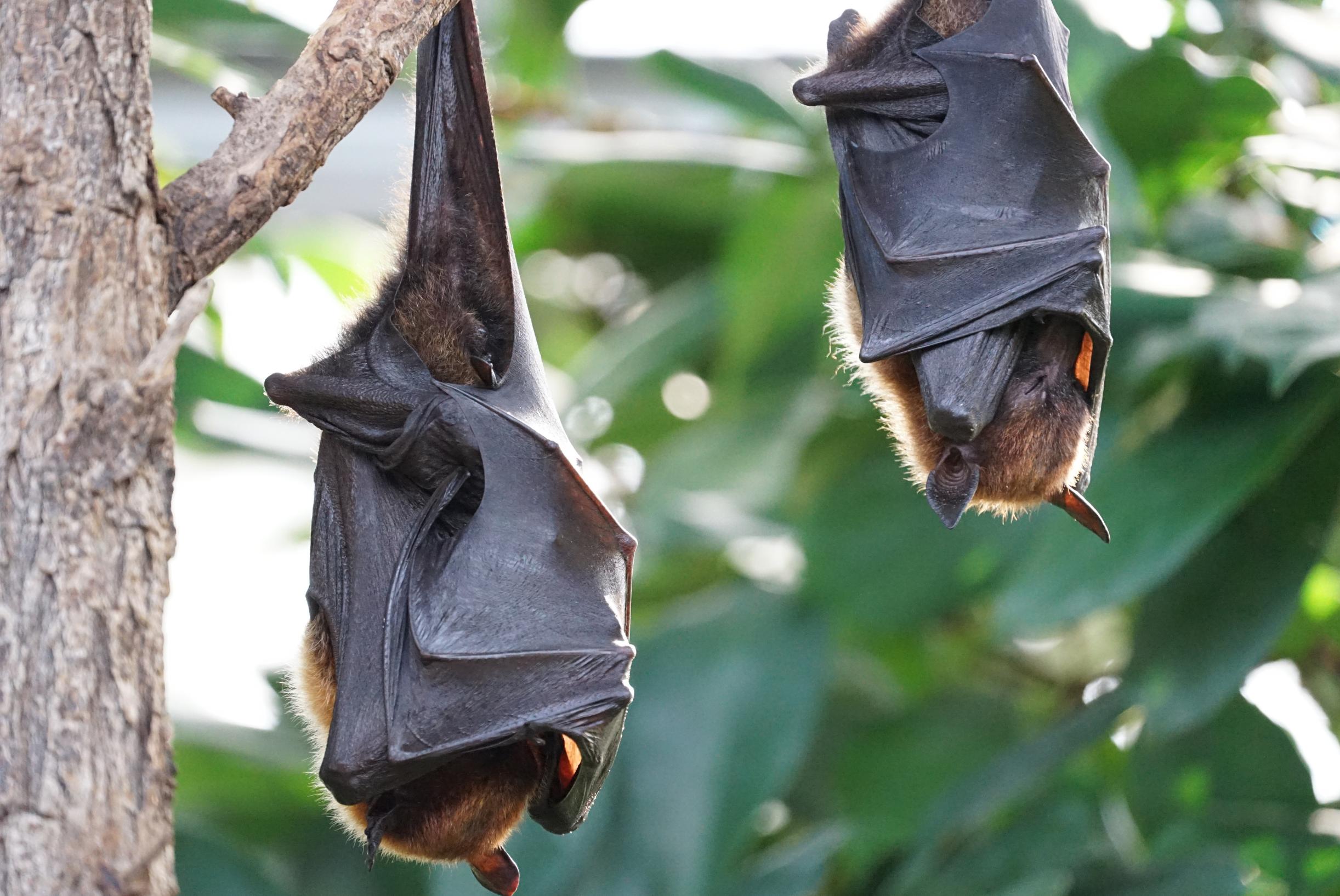 Importância do Expurgo de Morcegos