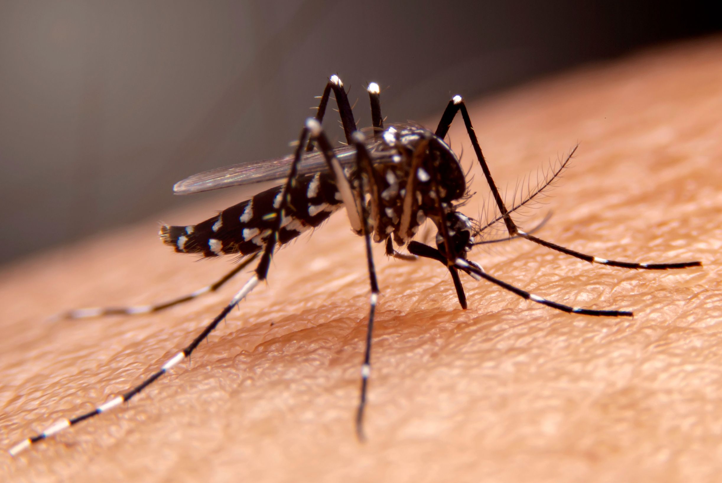 Como Prevenir a Dengue com a Dedetização?